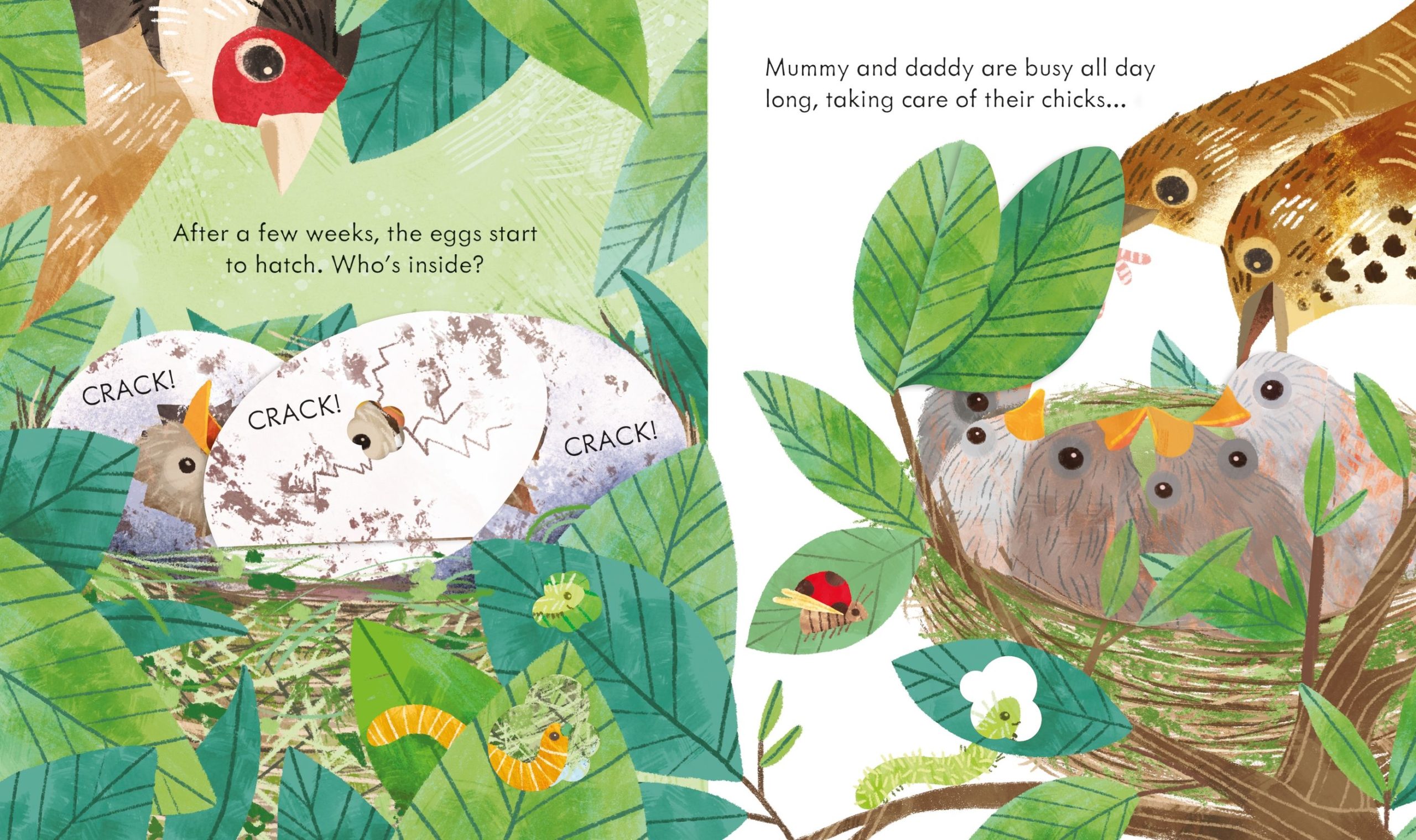 Peep Inside a Bird's Nest - Image 2