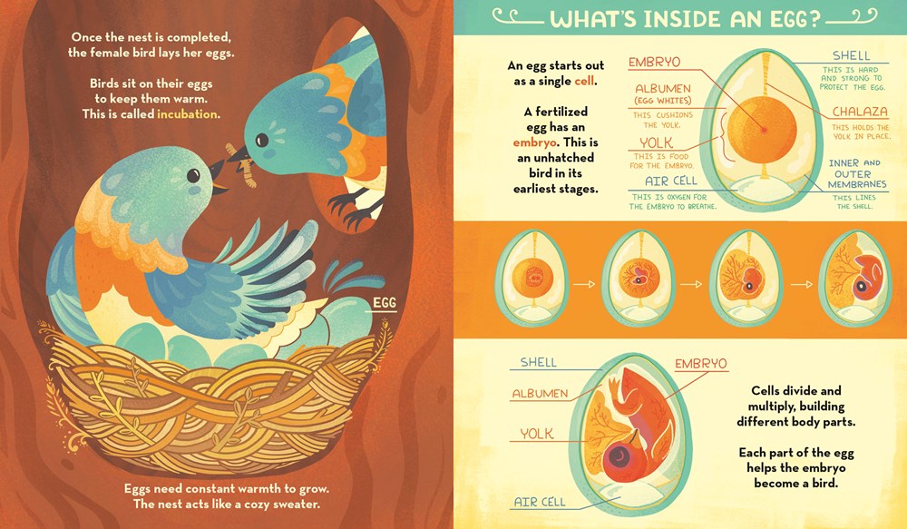 What's Inside A Bird's Nest? : And Other Questions About Nature & Life Cycles - Image 3