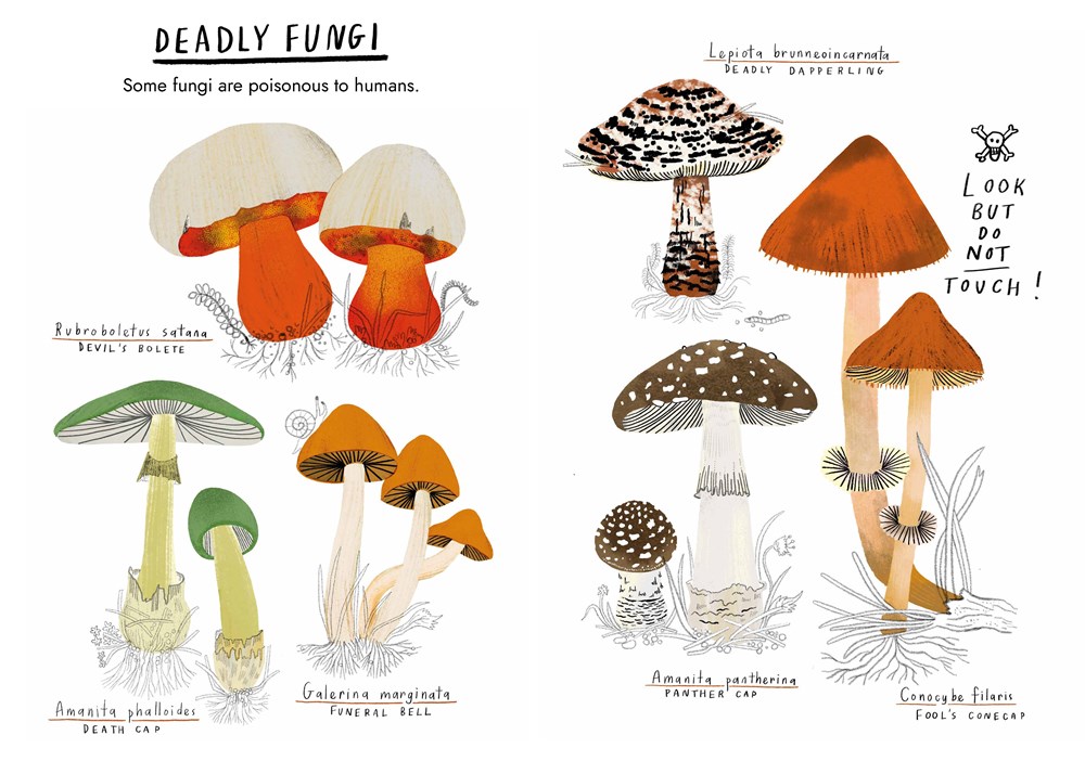 Little Guides to Nature: Hello Fungi - Image 3