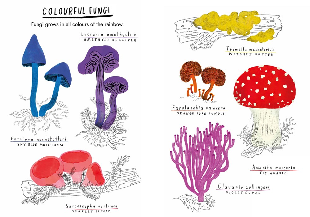 Little Guides to Nature: Hello Fungi - Image 4