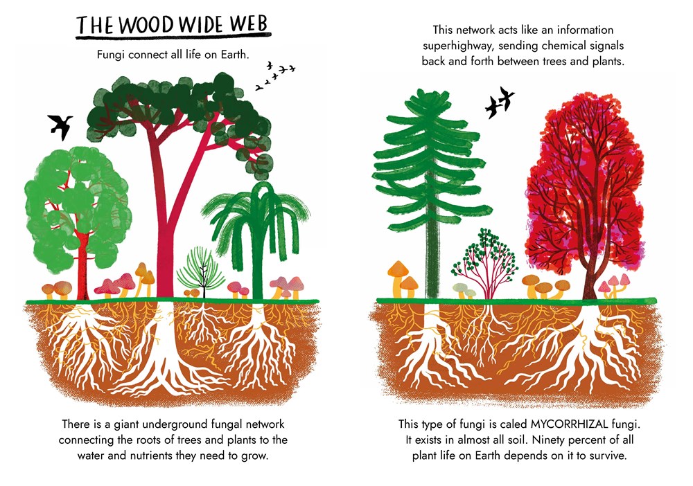 Little Guides to Nature: Hello Fungi - Image 5