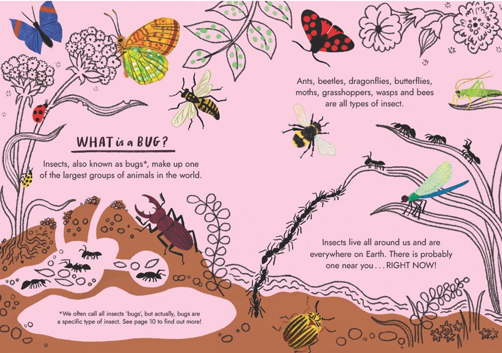Little Guides to Nature: Hello Bugs - Image 3