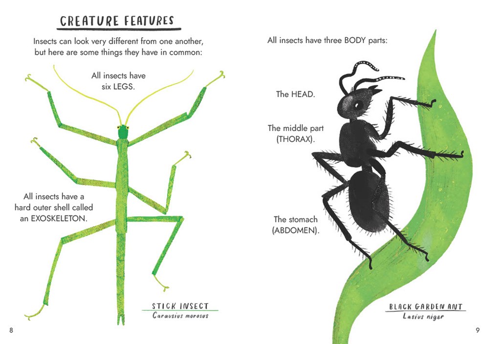 Little Guides to Nature: Hello Bugs - Image 4