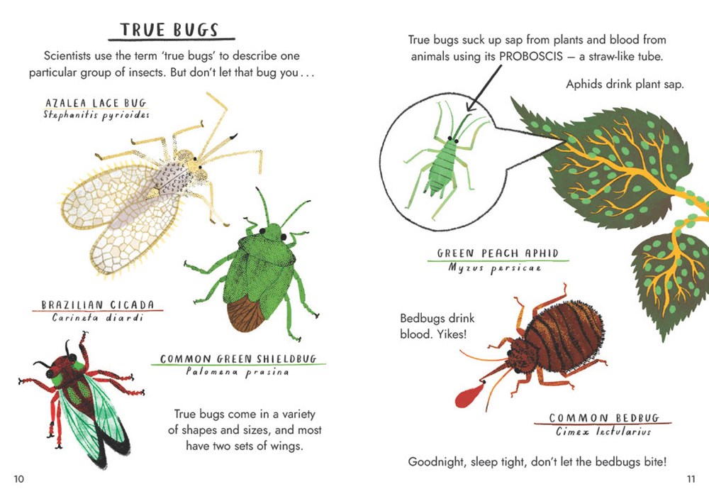 Little Guides to Nature: Hello Bugs - Image 5
