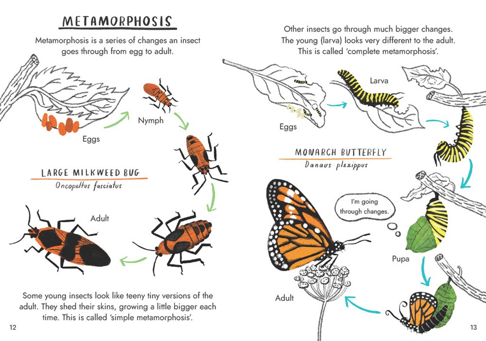 Little Guides to Nature: Hello Bugs - Image 6