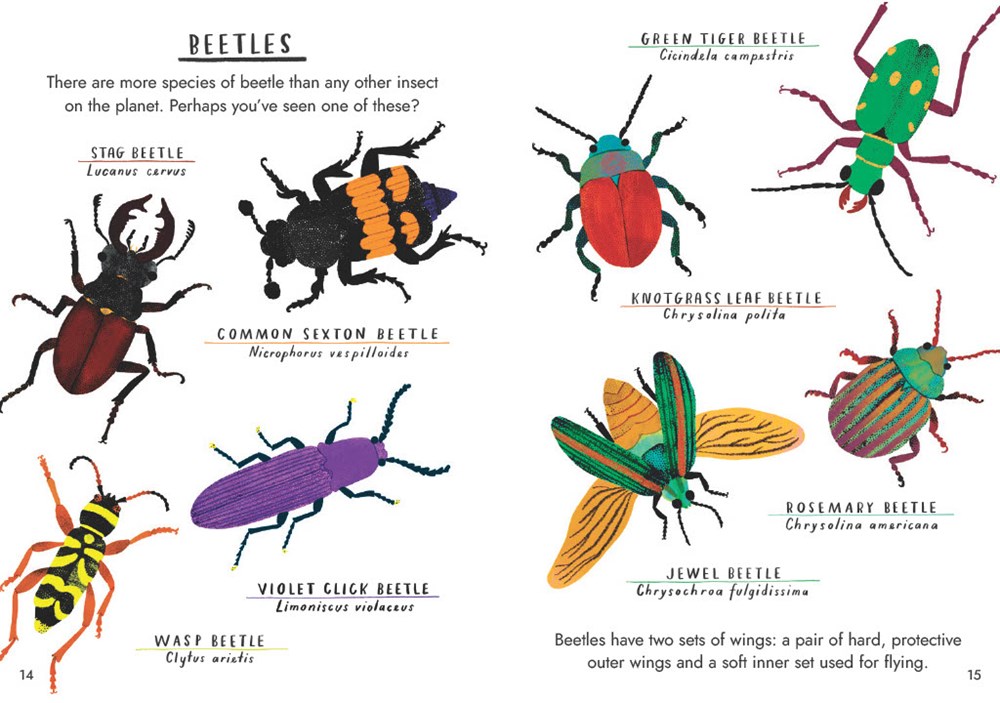 Little Guides to Nature: Hello Bugs - Image 7