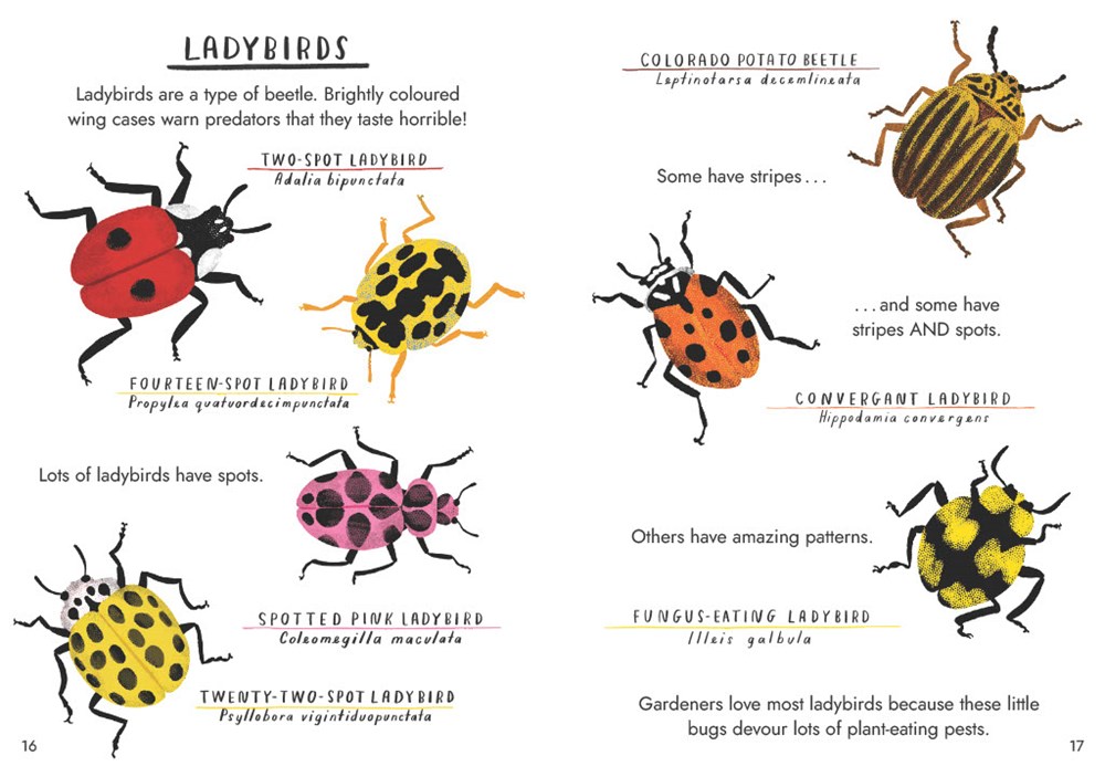 Little Guides to Nature: Hello Bugs - Image 8