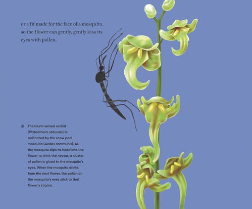 Before the Seed: How Pollen Moves - Image 8
